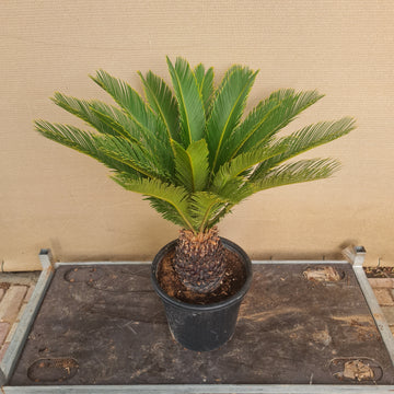 Cycas Revoluta